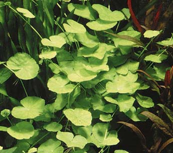 Hydrocotyle leucocephala